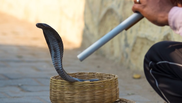 Dem Deutschen wurden zwei Schlangen um den Hals gelegt (Symbolbild).