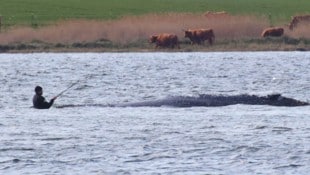 Am Dienstag soll versucht werden, den Buckelwal „Timmy“ abzutransportieren.