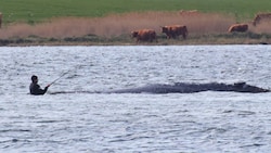 Am Dienstag soll versucht werden, den Buckelwal „Timmy“ abzutransportieren.