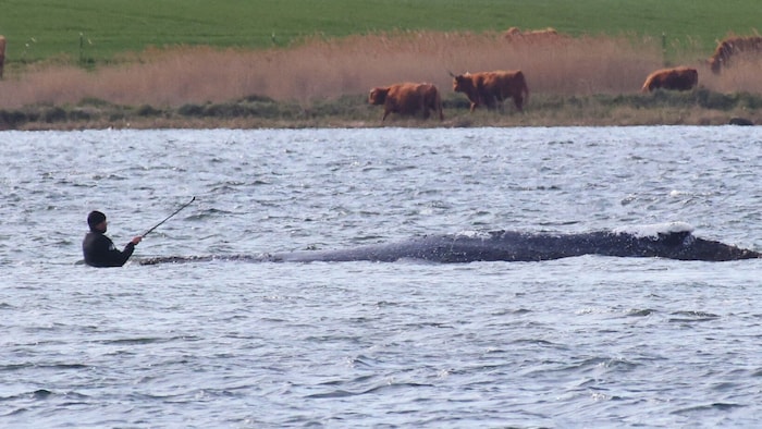 Damit der Plan funktioniert, muss das Tier mitmachen.