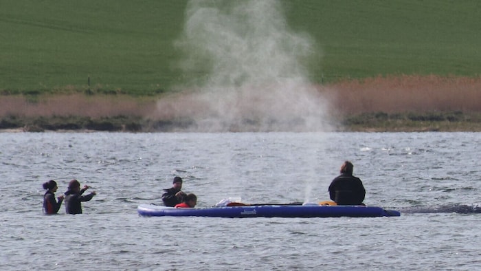 Vor fast einem Monat ist der Buckelwal vor der Insel Poel gestrandet. Jetzt rückt ein ...