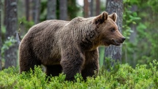 Der Mann wurde im Witoscha-Gebirge von einer Braunbärin angegriffen. (Symbolbild)