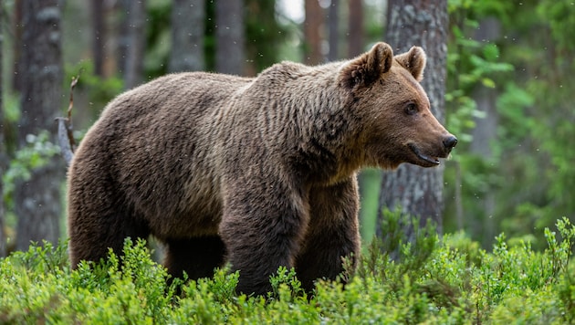 Der Mann wurde im Witoscha-Gebirge von einer Braunbärin angegriffen. (Symbolbild)
