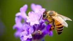 „Bienenfreundlich“ und dennoch hochgiftig