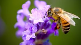 „Bienenfreundlich“ und dennoch hochgiftig