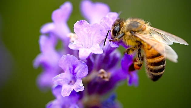 Das Bild mag bei Kindern hilfreich sein, das Thema ist viel komplexer.