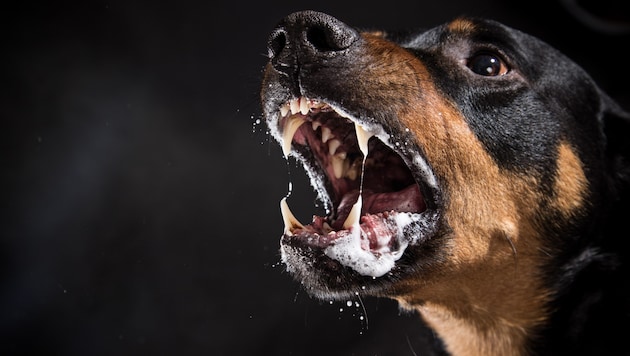 The woman was injured by several bites (stock photo).