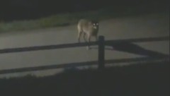 Der Wolf schaute in einem Wohngebiet vorbei – eine Zeugin konnte ihn filmen.