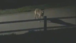 Der Wolf schaute in einem Wohngebiet vorbei – eine Zeugin konnte ihn filmen.