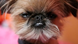 Aggression lässt sich nicht an der Hunderasse festmachen.