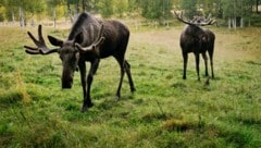Da würde selbst Elch Emil gebannt hinschauen: Das große Wandern der mächtigen Tiere in Schweden ...