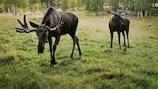 Da würde selbst Elch Emil gebannt hinschauen: Das große Wandern der mächtigen Tiere in Schweden ...