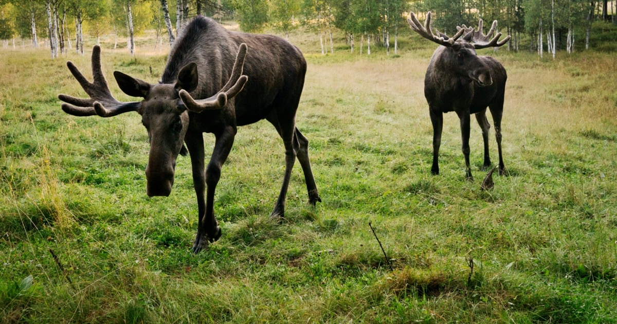 Elche wandern live - Emils Freunde im TV: Darum sollten Sie zuschauen ...
