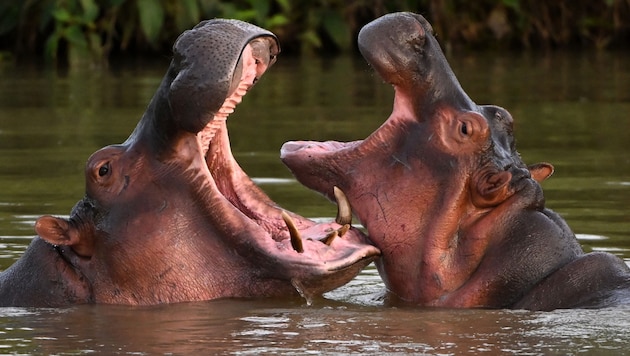 Die Nachkommen von Escobars Flusspferden könnten nun doch gerettet werden.