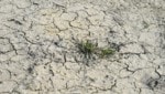 Die Zeichen des Klimawandels sind heuer so sicht- und spürbar wie nie.