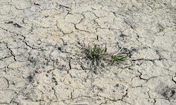 Die Zeichen des Klimawandels sind heuer so sicht- und spürbar wie nie.