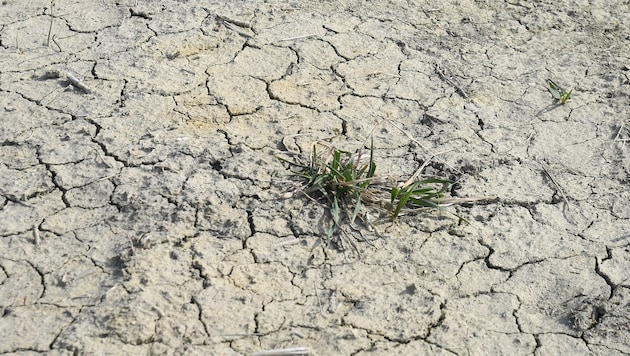 Besonders die Dürre könnte die heimische Lebensmittelversorgung ins Wanken bringen.