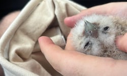 Nach wenigen Minuten der Wärme begann das Vogelbaby zu rufen.