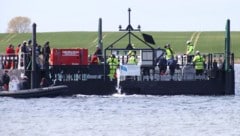 „Timmy“ wird in einer Barge Richtung Heimat befördert.