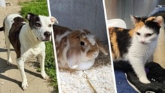 Siska, Becky und Lucy sind noch auf Platzsuche.