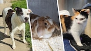 Siska, Becky und Lucy sind noch auf Platzsuche.