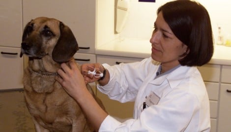 Der Mikrochip hat die Größe eines Reiskorns und wird vom Tierarzt eingesetzt.