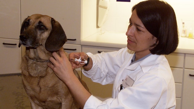 Der Mikrochip hat die Größe eines Reiskorns und wird vom Tierarzt eingesetzt.