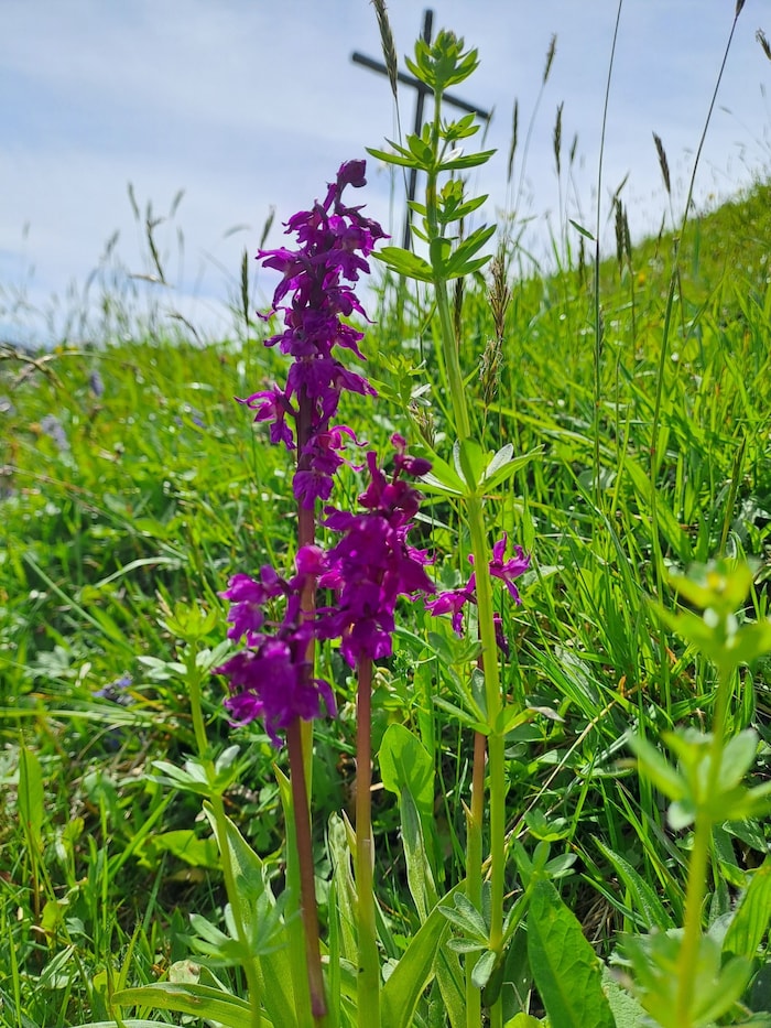 Die purpur- bis violettfarbenen Blüten des Knabenkrauts sind schon von weitem zu erkennen.