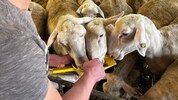 Ein junger Landwirt hat sich auf Schafzucht und Veredelung spezialisiert. 