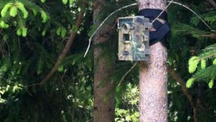 Wildtierkameras nehmen nicht nur Wildtiere auf – im besten Fall auch Wilderer