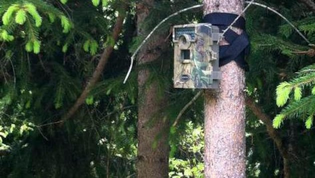 Wildtierkameras nehmen nicht nur Wildtiere auf – im besten Fall auch Wilderer