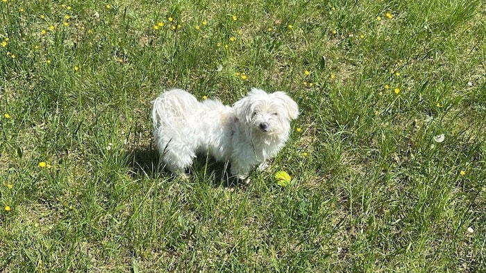 „Lucy“ kann endlich wieder daheim herumtoben.