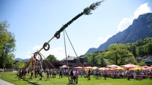 Besonders ursprünglich ist es, wenn Maibäume, wie hier in Grödig, per Hand in die Höhe gehievt ...