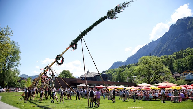 Besonders ursprünglich ist es, wenn Maibäume, wie hier in Grödig, per Hand in die Höhe gehievt ...