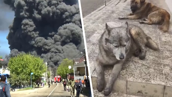 Der Öl-Regen macht auch den Straßenhunden zu schaffen.