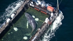 „Timmy“ liegt seit Dienstagnachmittag in der Barge und ist aktuell auf dem Weg in die Nordsee.