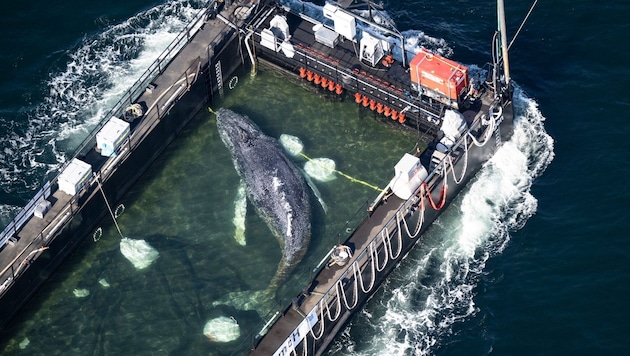 „Timmy“ liegt seit Dienstagnachmittag in der Barge und ist aktuell auf dem Weg in die Nordsee.