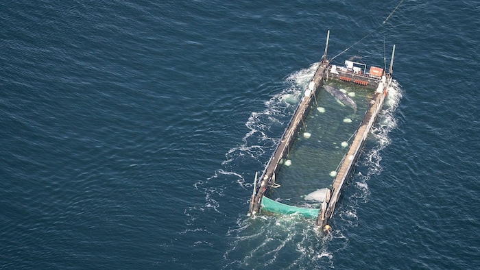 Die Barge ist wie ein großes „Aquarium“, das von Schiffen geschleppt wird.