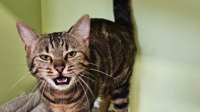 Möchte wieder nach Hause tigern!