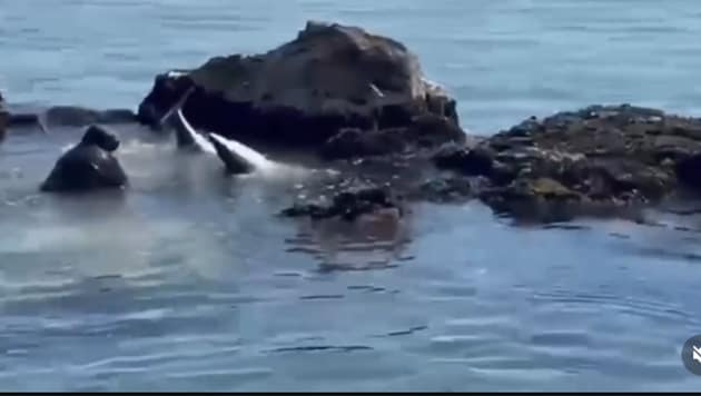 Die Küstenwache vermutet, dass der Hai auf der Suche nach Futter war.