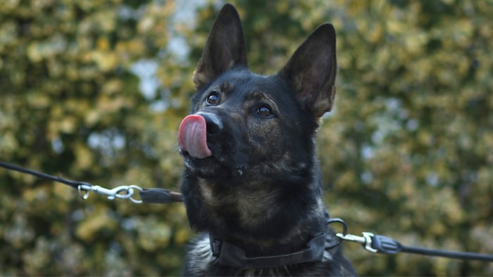 Ein herzvoller Schäferhund!