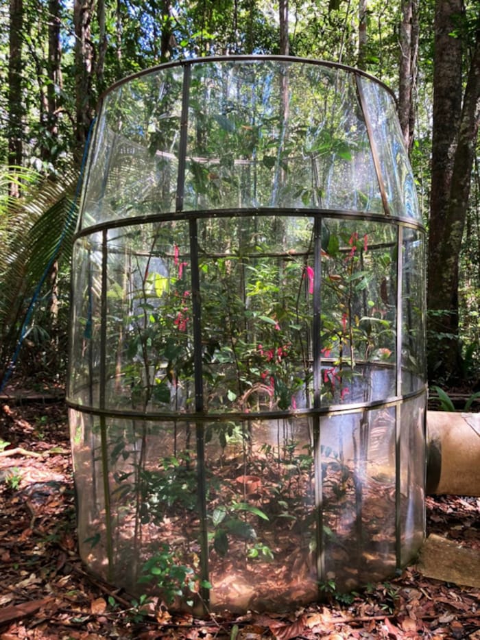 Offene Kammer für das Experiment im zentralen Amazonasgebiet