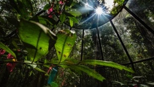 Der Amazonaswald ist die „Lunge der Erde“, indem er sehr viel CO2 zu Sauerstoff umwandelt.