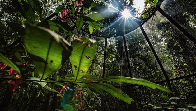 Der Amazonaswald ist die „Lunge der Erde“, indem er sehr viel CO2 zu Sauerstoff umwandelt.