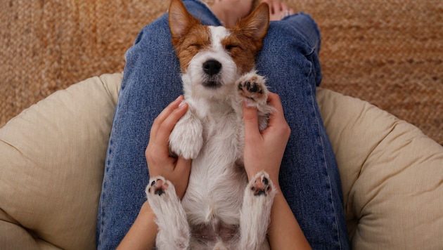 Ungeklärt ist bislang, ob dies die Intelligenz der Tiere beeinflusst.