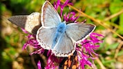 Insekten: klein, aber oho.