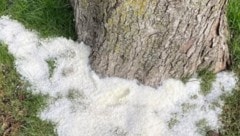 Salz rund um einen Baum in den Seeanlagen 