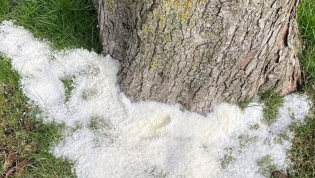 Salz rund um einen Baum in den Seeanlagen