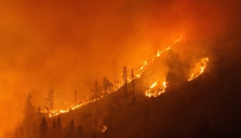 In ganz Europa brennen die Wälder, auch in Österreich – da kann einem schon angst und bange ...
