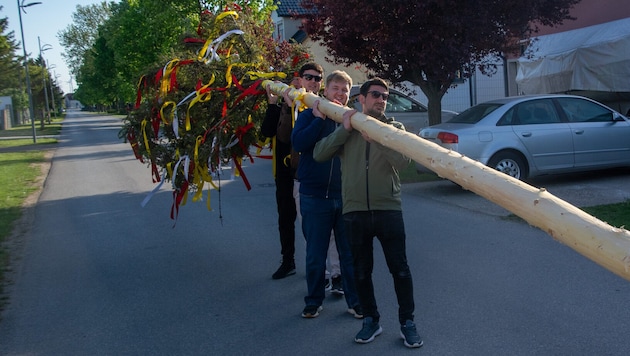 Fraktionsmitglieder des Bürgermeisters (SPÖ) brachten den Baum und stellten ihn auf.